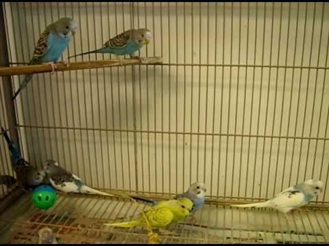 petco hours Checking out the New Comers to the cage