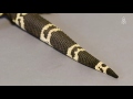 A Poisonous Plight: The Guatemalan Beaded Lizard Fights Off Extinction