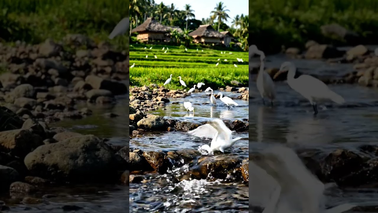 beautiful village waterflow with bird's