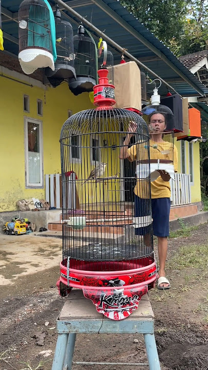Lakukan ini di Burung Cigun, Bisa Jadi Sebabnya ini #burung #kicaumania #qinarabanyuwangi