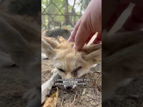 ¿Lo conocías? #quiubolereptileros #fenec