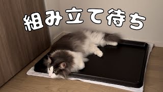 我が家の猫にはケージが必要なようです【メインクーン】 by らいむずらいふ 335 views 13 days ago 4 minutes, 20 seconds