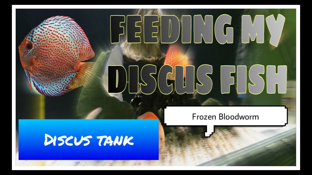 Feeding My Discus Fish YouTube
