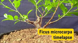 Perkembangan  bonsai kimeng | timelapse