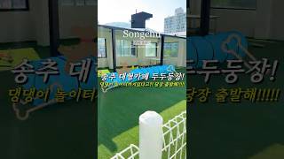 송추가볼만한곳 🐾 강아지랑 피크닉 가기 딱!! 좋은 애견놀이터 카페!!🌳 카페온날 #송추카페 #송추베이커리카페 #송추애견카페 #송추애견놀이터 #송추