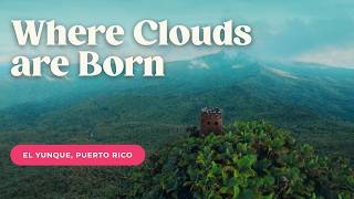 Where Clouds Are Born: Puerto Rico’s El Yunque Rainforest