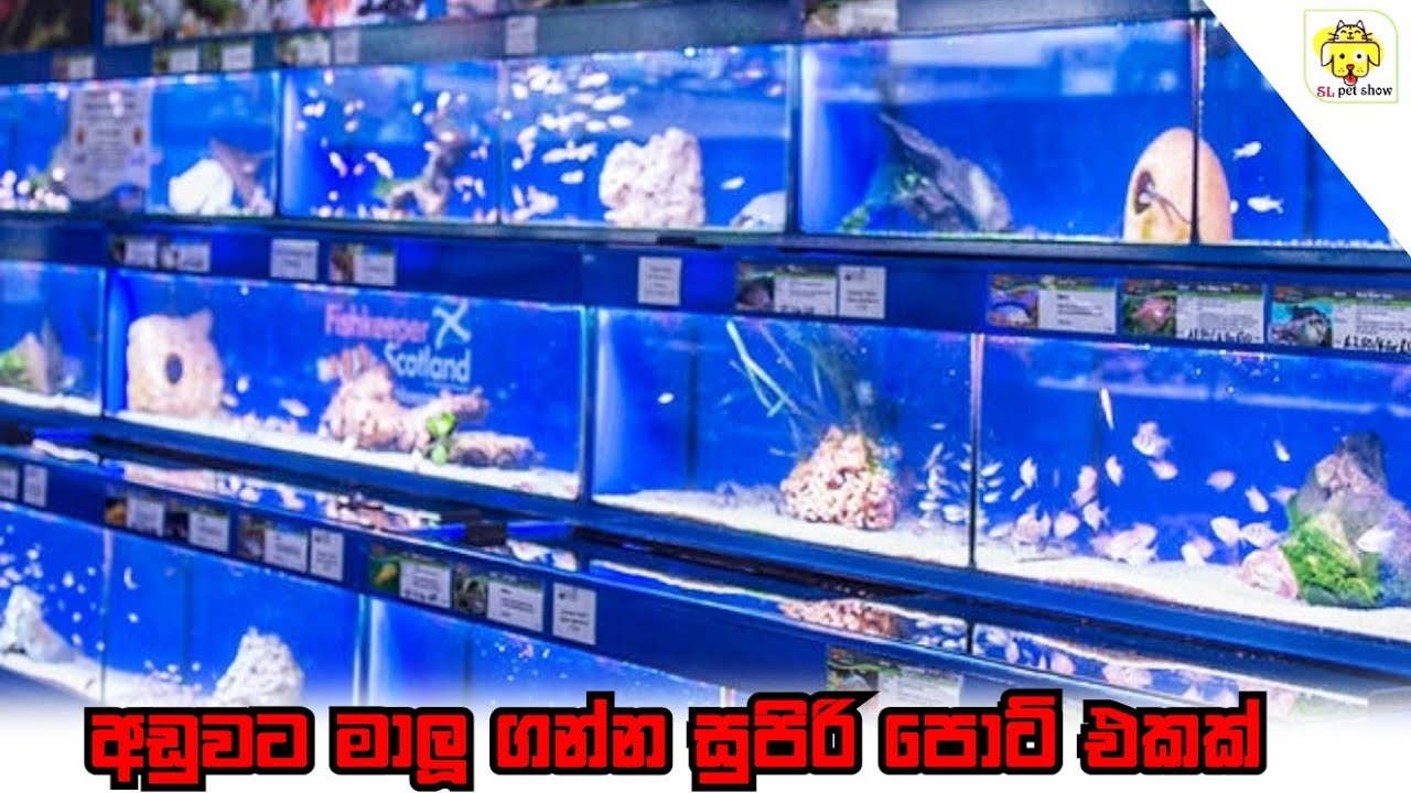 Mini fish seeling aquarium | අඩුවට මාලු ගන්න |  malu mila kohomda | sl pet show