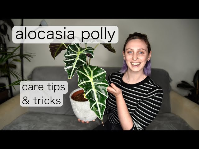 funny plant pots Witty Funny Hilarious Plant Pot for Table Decor