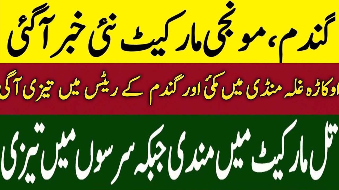 gandum-rate-makki-rate-munji-rate-okara-galla-mandi-update-today-09-09