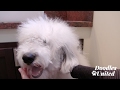 How To Whiten Your Dog's Beard & Coat | Sheepadoodle, Goldendoodle, Labradoodle