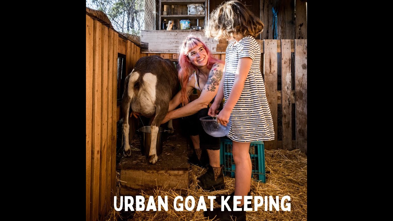 Urban Goat Keeping