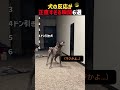 犬の反応が正直すぎる瞬間