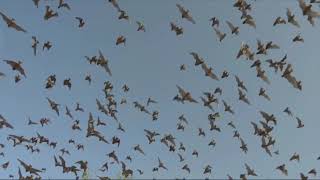 Chiroptera. Video Edit final for rotation project 2019
