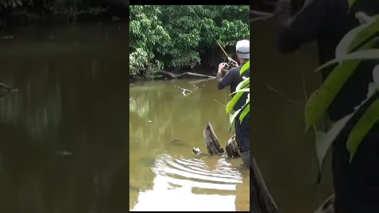 MANCING GABUS LANGSUNG DAPAT 