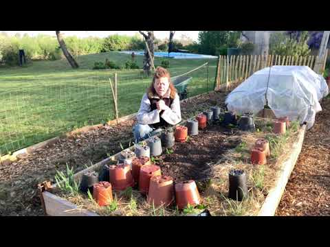 Video: Planten Die De Moestuin En Tuin Beschermen