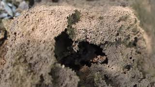 Mound-building termites  a timelapse video from kerala