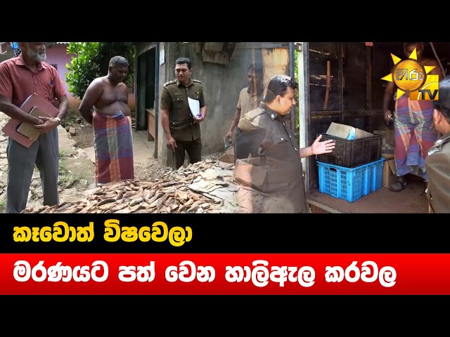 කෑවොත් විෂවෙලා මරණයට පත් වෙන හාලිඇල කරවල - Hiru News