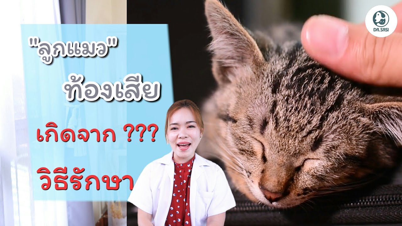 ลูกแมวท้องเสีย รักษายังไง เกิดจาก???