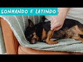 Cachorrinho Fofo Sonhando Latindo  Nao Acorda ! - (Tente Nao Rir)