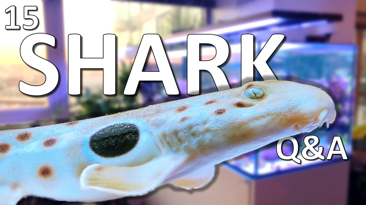 15 Saltwater Aquarium Shark Questions and Answers! - YouTube