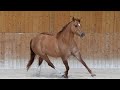 Quarter horse auction  balsan enchres horses