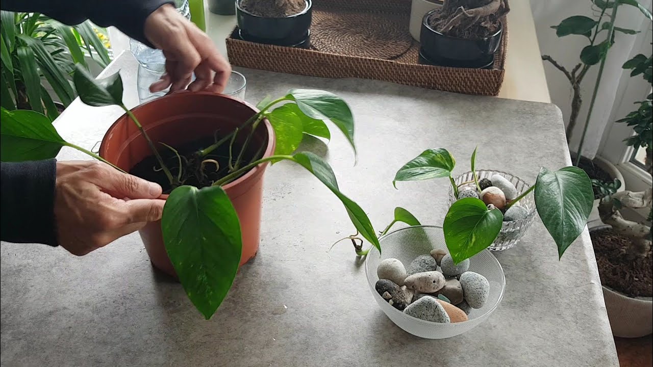 Bouture et entretien du pothos ( philodendron scandens )