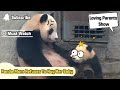 【Panda Top3】Poor baby(T_T)Panda mom refuses to hug her child