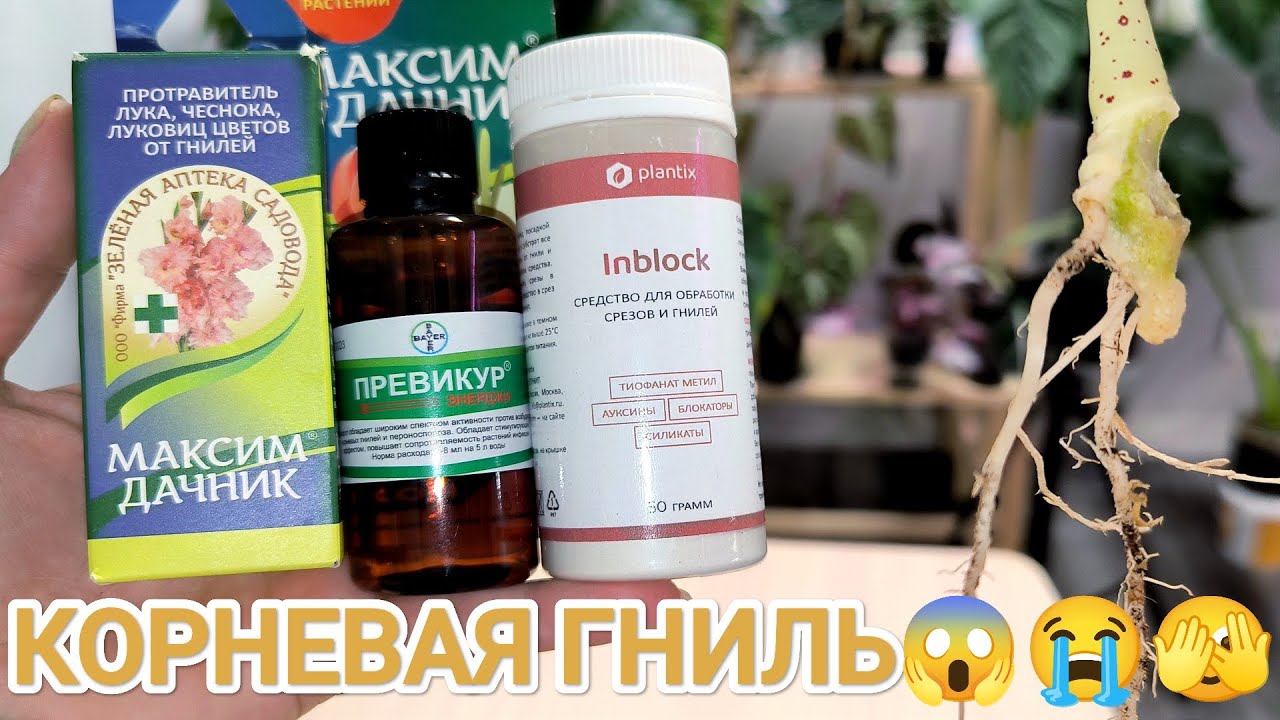 Алоказия Небула ЗАГНИЛА!!🤬 Мои ошибки в уходе😭