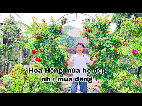 Video: Bụi hoa hồng Overwintering - Cách chuẩn bị hoa hồng cho mùa đông