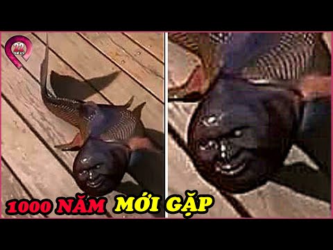 KINH NGẠC Bắt