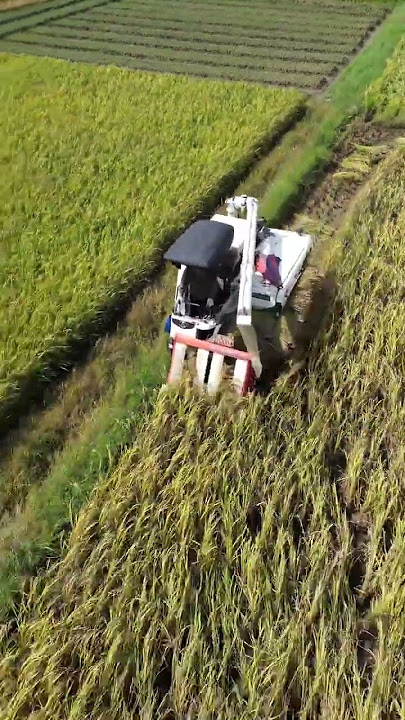 A complete version of Kubota 588 harvesting and lodging rice without editing, video has be   #d07aa