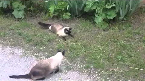 Watch the video about Siamese cats are hunting a mouse!