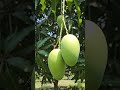 Panchanan Raje ‘Nature Intelligence Nath’