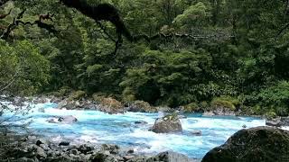 : Peaceful  river sounds, beautiful birds chirping in lush forest, ASMR