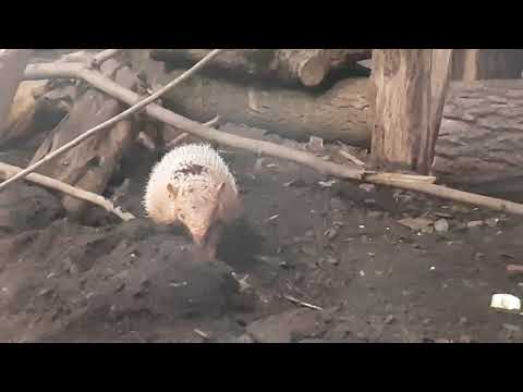 A pair of six-banded armadillos