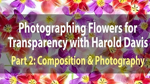 Photographing Flowers for Transparency | Part 2: Composition and Photography | February 27, 2021