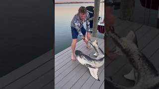 Incredible Extremely Rare Lemon Shark W Piebaldism Caught & Released