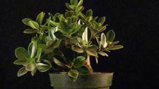 Green Island Ficus Pre Bonsai.wmv