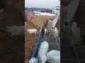 Unloading ke dauran bachhiya out of control💥🐂 jameel Memon Colony #cow #bull #animals #short