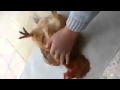 أمير زماني