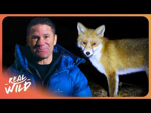Steve Backshall: What Do Animals Actually Do While We're Sleeping? documentary thumbnail