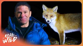 Steve Backshall: What Do Animals Actually Do While We're Sleeping?