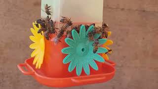 Bees in the hummingbird feeder A2E.AI