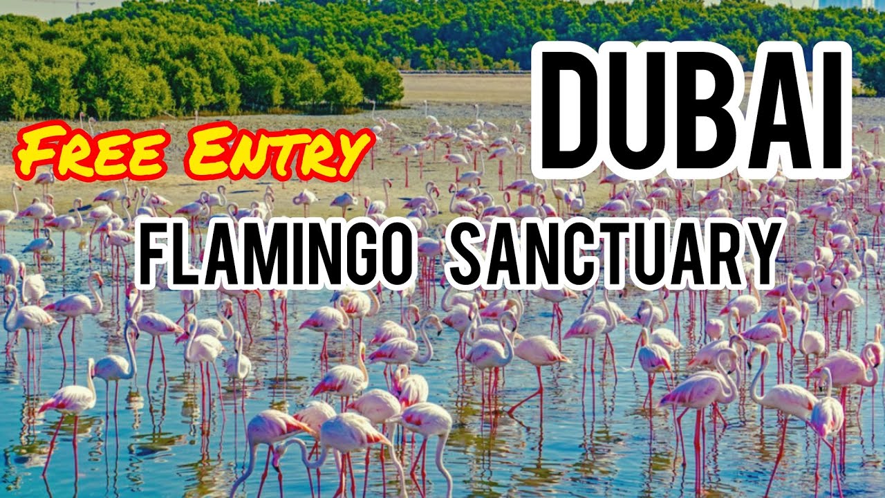 Dubai Ras Al Khor Wildlife Sanctuary | See Pink Flamingos | Free Entry 🇦🇪