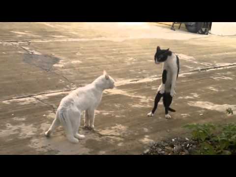 LOL Cats FAIL Compilation