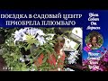 ЕДЕМ В САДОВЫЙ ЦЕНТР ЗА НОВИНКОЙ ПЛЮМБАГО 4К