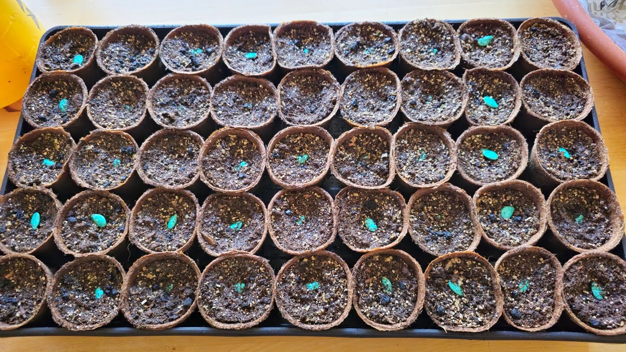 Výsev podnoží na roubování melounů a okurek