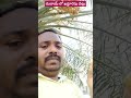 దుబాయ్ లో ఖర్జూరపు చెట్లు #dubai #shortvideos #shorts #maniprasad shorts #dates trees