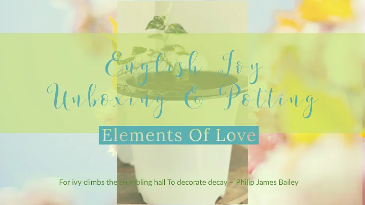 English Ivy Plant | Unboxing & Re-potting