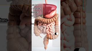 DIGESTION : LES BASES À MAÎTRISER